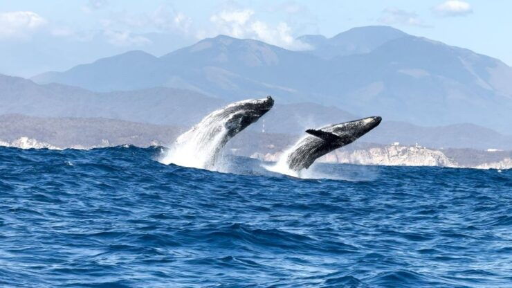 Awakening With Stars, Whales and Dolphins Boat Cruise - Experience Highlights