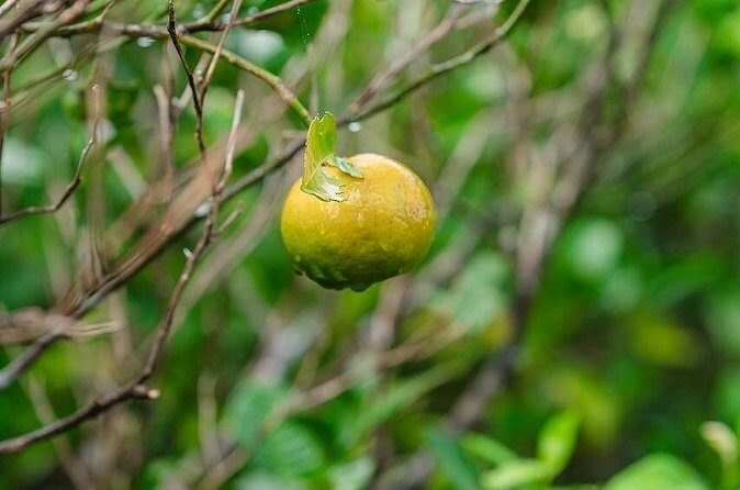 Awamori Pairing Lunch in Yanbaru Local Flavors and Traditions - Why This Tour Will Suit You