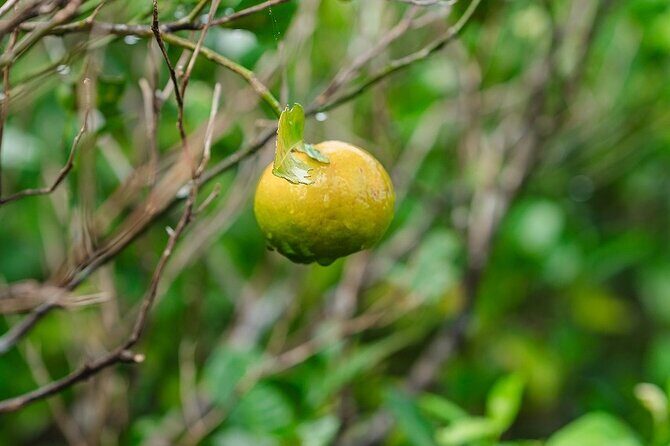 Awamori Pairing Lunch in Yanbaru Local Flavors and Traditions - The Sum Up