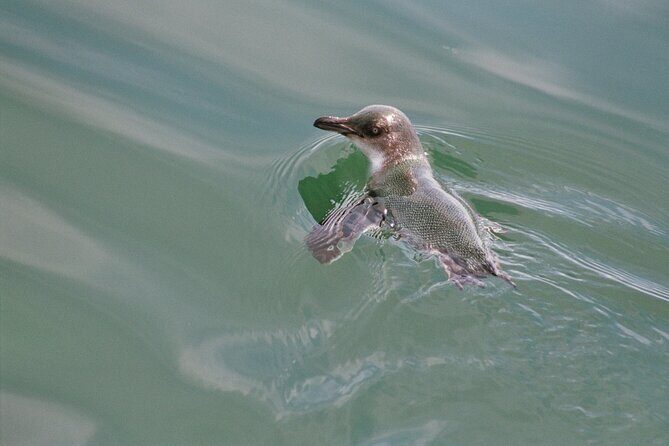 Awesome Bay of Islands Day Sailing Adventure - The Itinerary: What to Expect