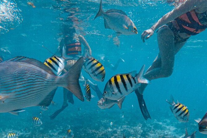 Awesome Catamaran to Isla Mujeres, Snorkeling & Unlimited Drinks! - Practical Details: Transportation, Pricing, and Tips