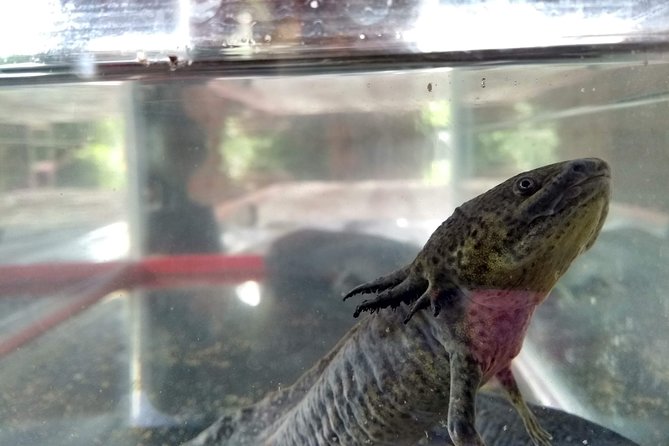 Axolotl Tour From CDMX - Tour Details