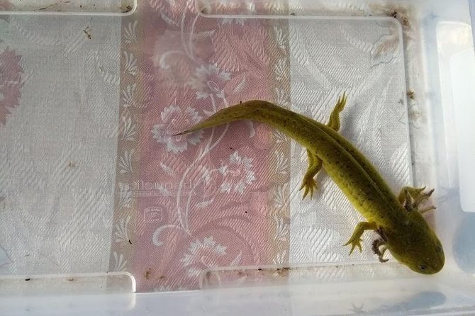 Axolotl Tour From CDMX - Additional Information