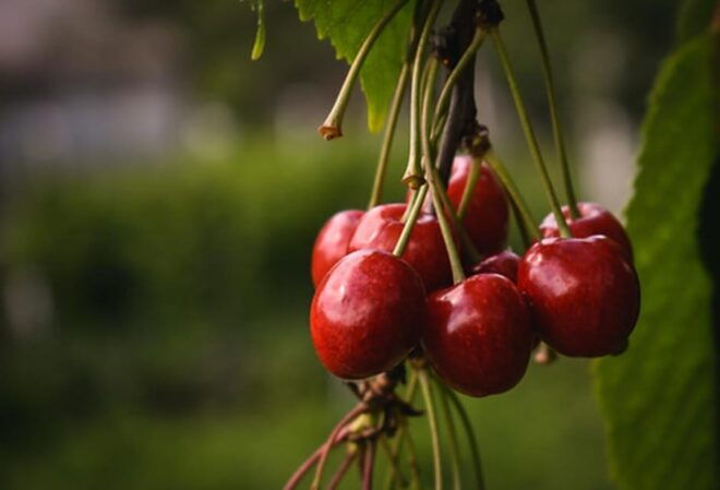 Aylesford: Apple Cider Festival - Booking Information