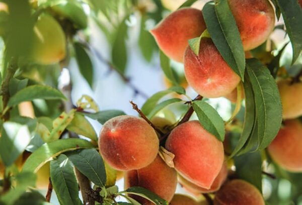 Aylesford: Apple Cider Festival - Frequently Asked Questions