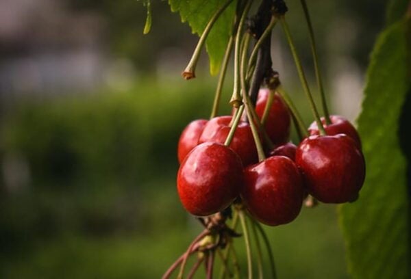 Aylesford: Cherry Festival - What to Bring