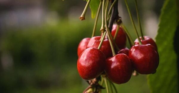Aylesford: Cherry Festival - Recommended Activities
