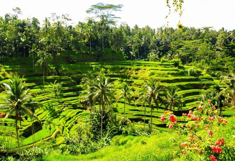 Ayung River Rafting and Ubud Tour with Massage Experience with Korean Speaking Driver - Ubud Palace and the art market: a quick taste of town