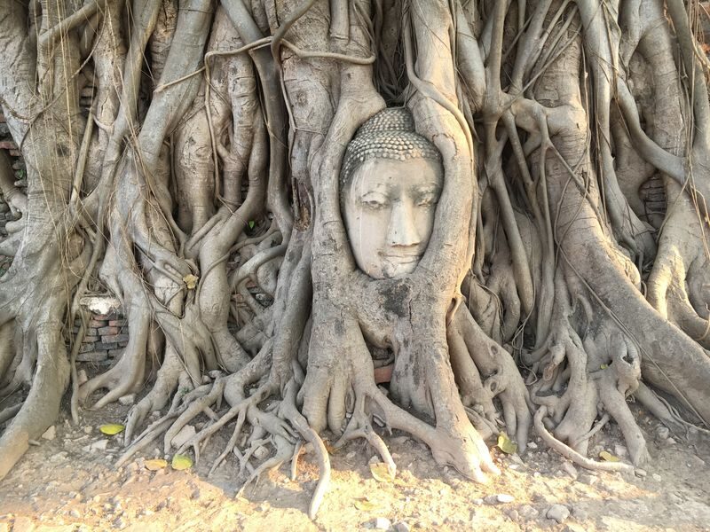 Ayutthaya and Amphawa One Day Private Tour - What to expect from the driver