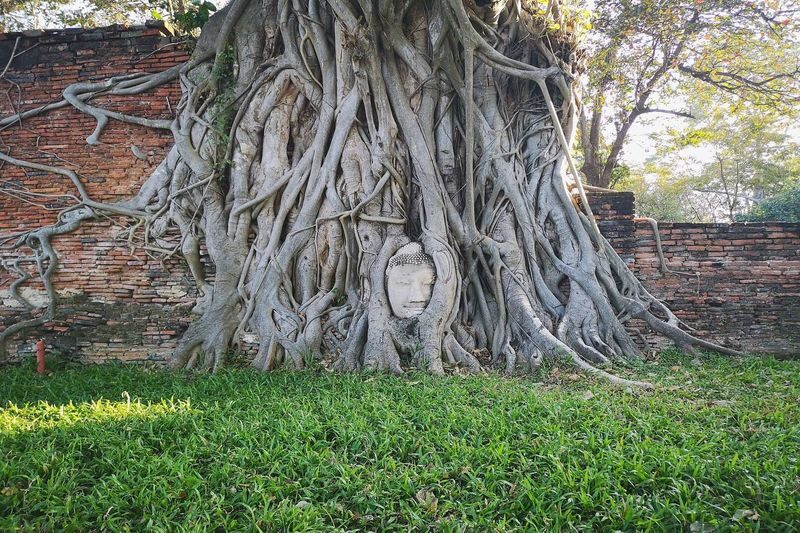 Ayutthaya Half-Day World Heritage Tour + Impressive Ruins Light-Up Viewing (Departing from Bangkok / Japanese Guide Included) (E3) - What the guide adds