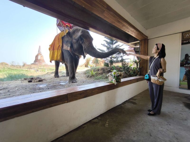 Ayutthaya Heritage Half-Day Tour + Elephant Cafe Stop (JP Guide) - At a glance: what makes this tour useful