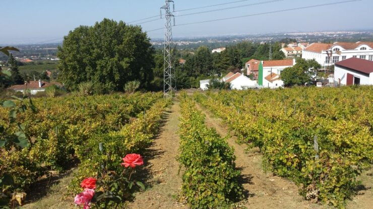 Azeitão: Private Full-Day Wine Experience From Lisbon - Wine Experience