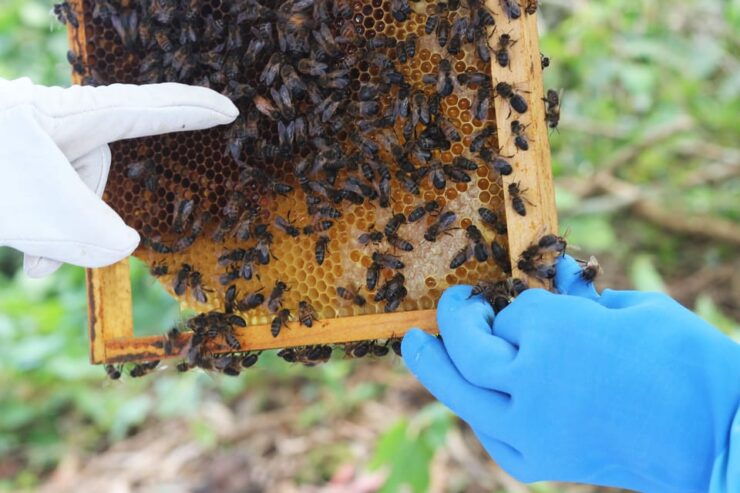 Azores Beekeeping Tour and Honey Taste - Good To Know