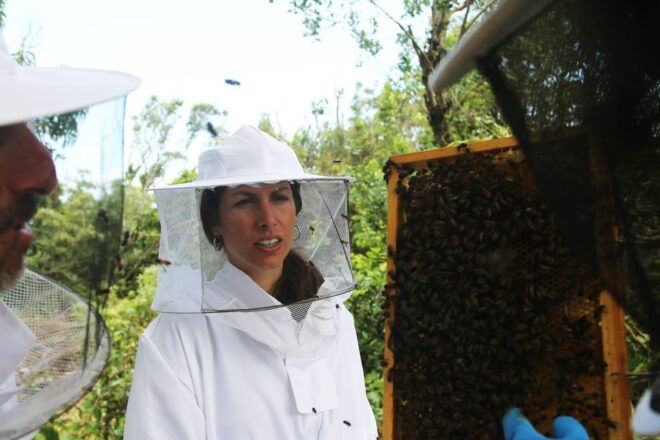 Azores Beekeeping Tour and Honey Taste - Experience Highlights
