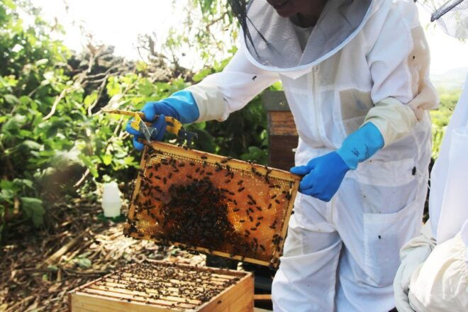 Azores Beekeeping Tour and Honey Taste - Location and Guide