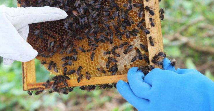 Azores Beekeeping Tour and Honey Taste - Tour Highlights