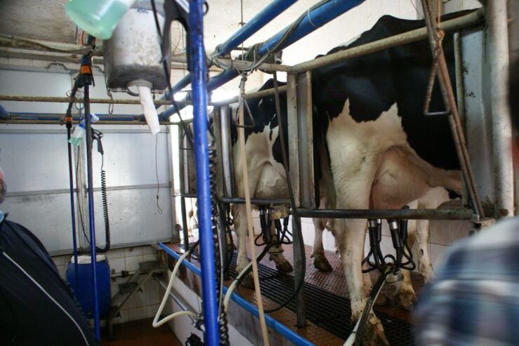 Azores: Day at the Farm With Outdoor Traditional Lunch - Agriculture in the Azores