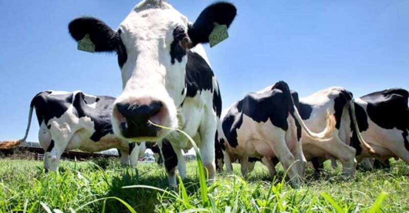 Azores: Day at the Farm with Traditional Lunch - FAQ