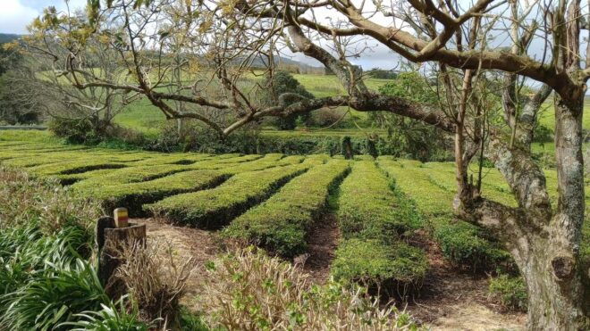 Azores: Full Day Private Tour Furnas Hot Baths & Gastronomy - Experience Highlights