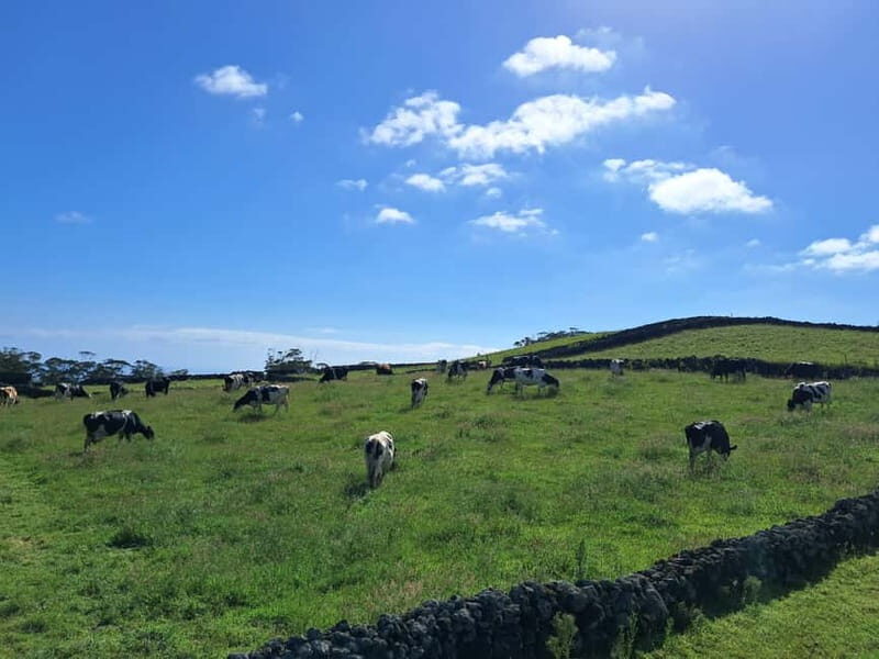 Azores: Half-Day Dairy Farm Tour - What to Expect from the Dairy Farm Tour