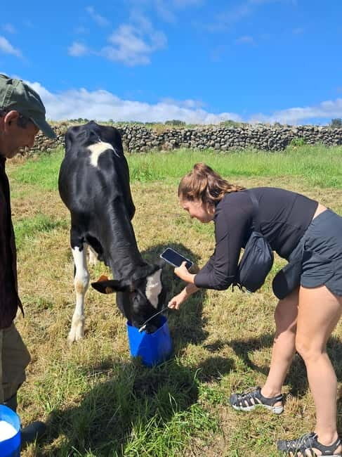 Azores: Half-Day Dairy Farm Tour - Practical Details and Logistics
