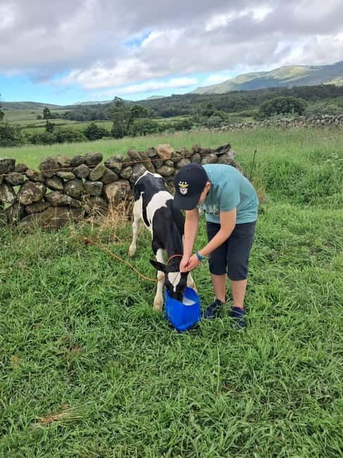Azores: Half-Day Dairy Farm Tour - Who Will Love This Tour?