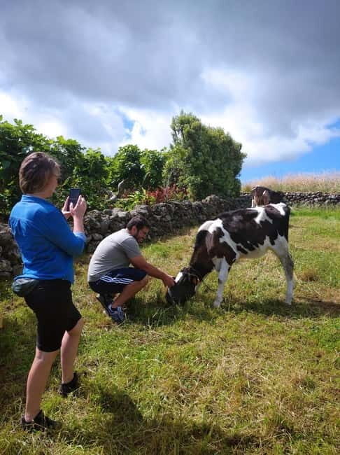 Azores: Half-Day Dairy Farm Tour - The Sum Up