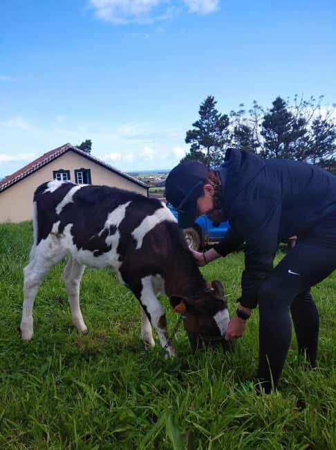 Azores: Half-Day Dairy Farm Tour - FAQ