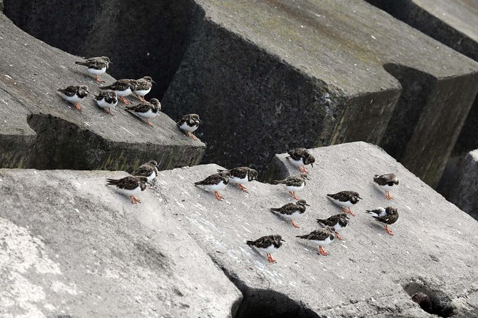 Azores Marine Birdwatching Expedition - Pickup and Transportation