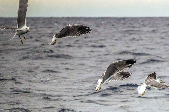 Azores Marine Birdwatching Expedition - Experience Highlights