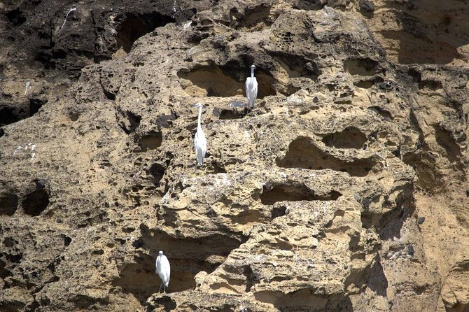 Azores Marine Birdwatching Expedition - Additional Information and Support