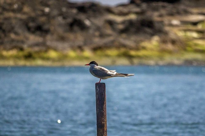 Azores Marine Birdwatching Expedition - Traveler Photos and Reviews