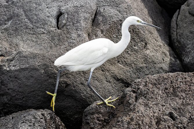 Azores Marine Birdwatching Expedition - The Sum Up