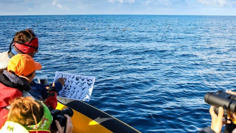 Azores Marine Birdwatching Expedition w/ Biologist Guide - Good To Know