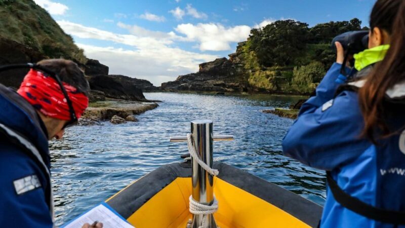 Azores Marine Birdwatching Expedition w/ Biologist Guide - The Itinerary in Detail