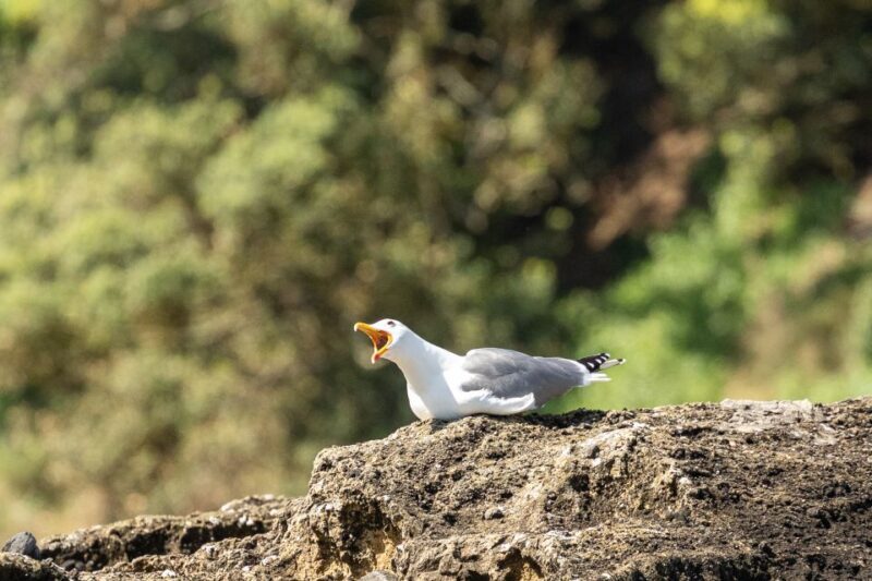 Azores Marine Birdwatching Expedition w/ Biologist Guide - Who Will Enjoy This Tour?