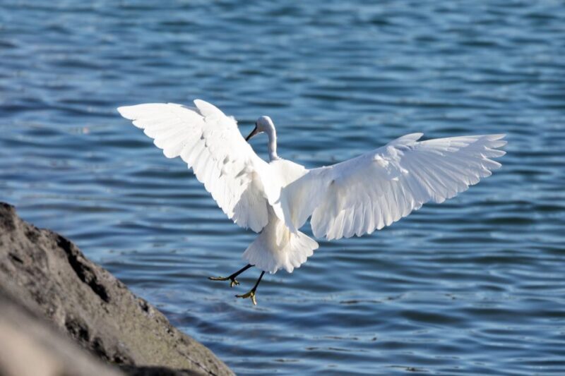 Azores Marine Birdwatching Expedition w/ Biologist Guide - The Sum Up