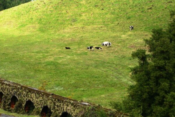 Azores: Sete Cidades Scenic Jeep Tour From Ponta Delgada - Island Views From Belvederes