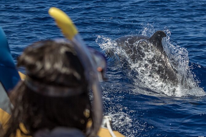 Azores Swim With Dolphins Atlantic Experience - Tour Details