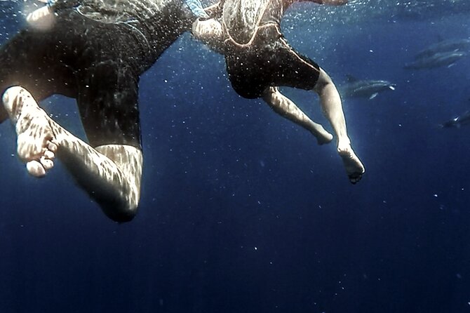 Azores Swim With Dolphins Atlantic Experience - What to Expect