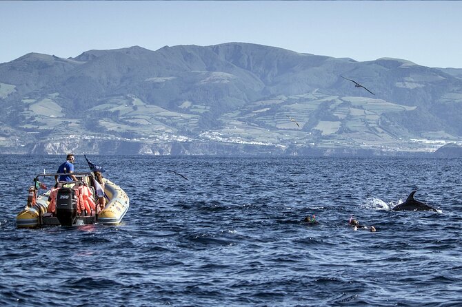 Azores Swim With Dolphins Atlantic Experience - Reviews