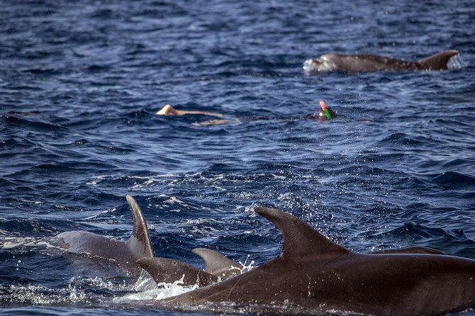 Azores Swim With Dolphins Atlantic Experience - The Sum Up