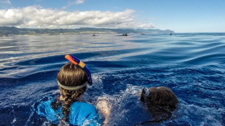 Azores: Swim With Dolphins Atlantic Experience - Itinerary Details