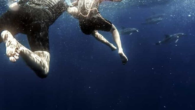 Azores: Swim With Dolphins Atlantic Experience - Swimming With Dolphins