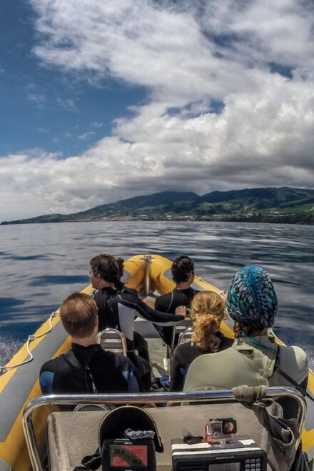 Azores: Swim With Dolphins Atlantic Experience - Inclusion and Requirements