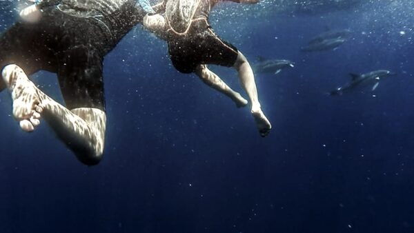 Azores: Swim With Dolphins Atlantic Experience - Cancellation Policy