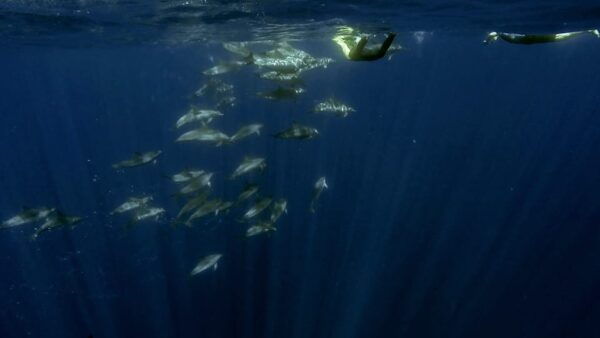 Azores: Swim With Dolphins Atlantic Experience - Weather Considerations