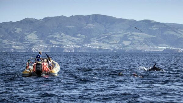 Azores: Swim With Dolphins Atlantic Experience - Customer Reviews