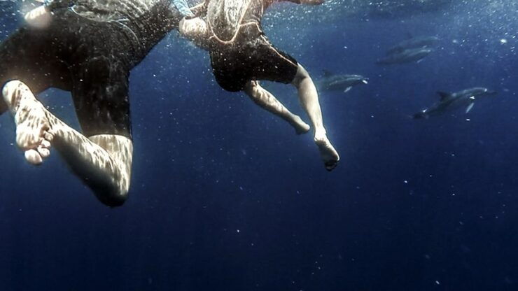 Azores: Swim With Dolphins Atlantic Experience - Experience Highlights