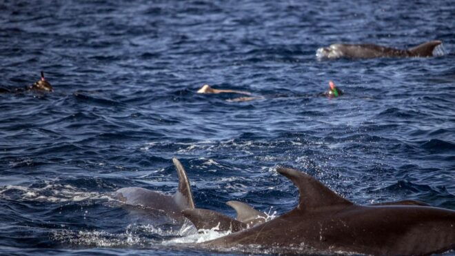 Azores: Swim With Dolphins Atlantic Experience - Tour Description